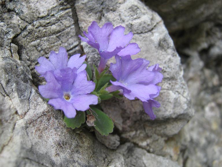 Primula recubariensis / Primula di Recoaro